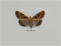 藏品(夜蛾904)的圖片